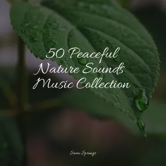 50 Peaceful Nature Sounds Music Collection by Rainy Sounds