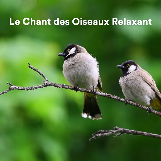 Le chant des oiseaux relaxant (Sons d'oiseaux pour relaxation)