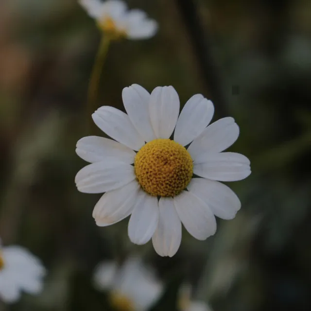 Chamomile