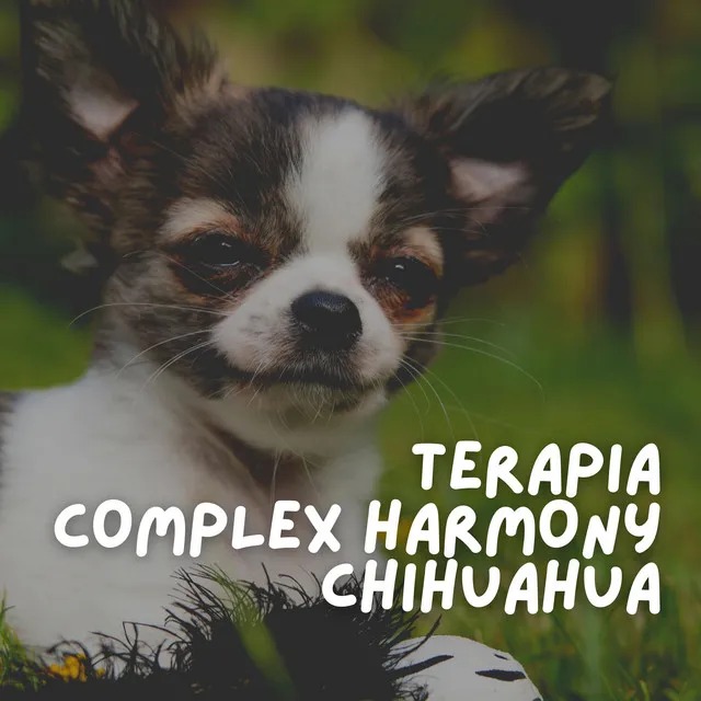 Terapia Complex Harmony Chihuahua