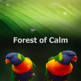 Forest of Calm by Clouds of Calm