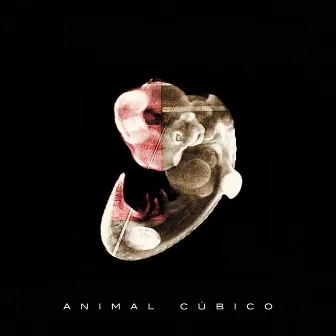 Animal Cúbico by Raag