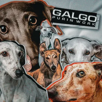 Galgo by Purin Work