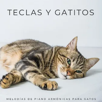 Teclas Y Gatitos: Melodías De Piano Armónicas Para Gatos by Música para descansar gatos