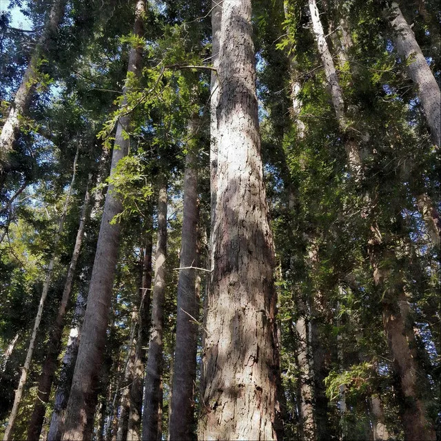 Old Growth