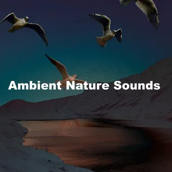 Ambient Nature Sounds by Lively Nature Sounds