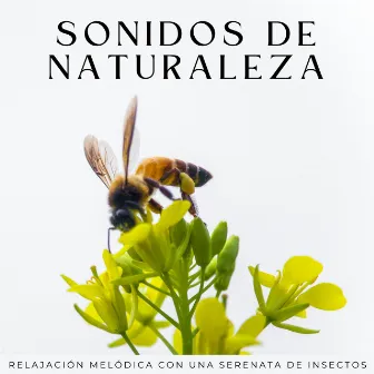 Sonidos De Naturaleza: Relajación Melódica Con Una Serenata De Insectos by Relax sin parar