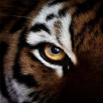 Eye of the Tiger (Rocky Techno Mix) by Cristobal Chaves