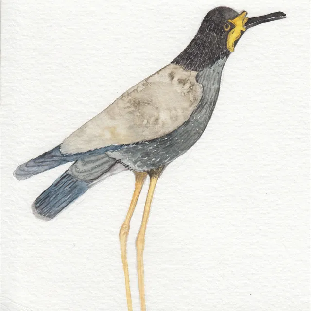 March 14 (The Lapwing)