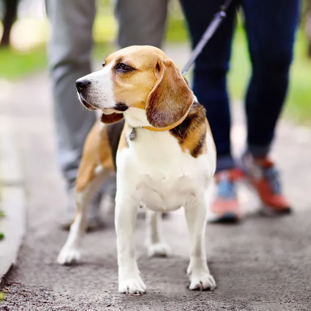 Dog Rain Harmony: Ambient Canine Harmony