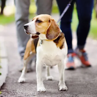 Dog Rain Harmony: Ambient Canine Harmony by Calming Rain