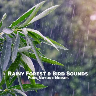 Rainy Forest & Bird Sounds by Pure Nature Noises