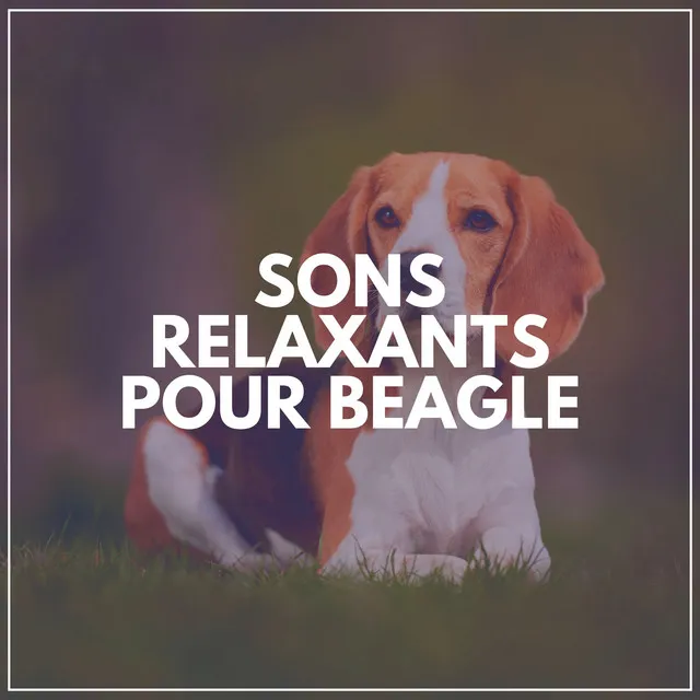 Sons Relaxants Pour Beagle