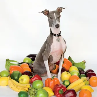 Excellent Italian Greyhound by Shellac