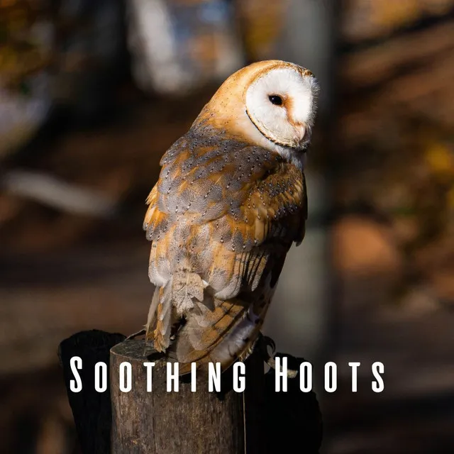 Soothing Hoots: Owl and Nature's Relaxation ASMR