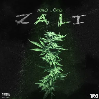 Zali by Dogoloco