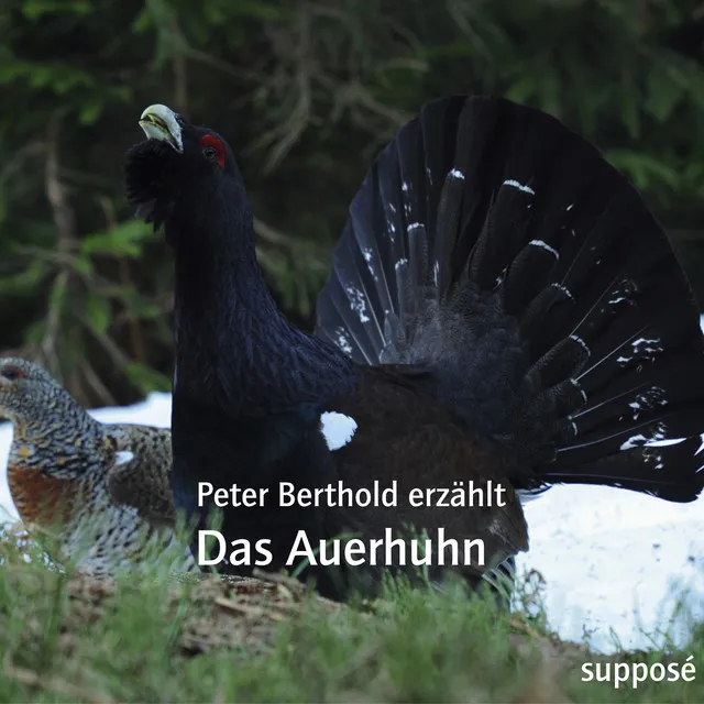 Das Auerhuhn (Peter Berthold erzählt)