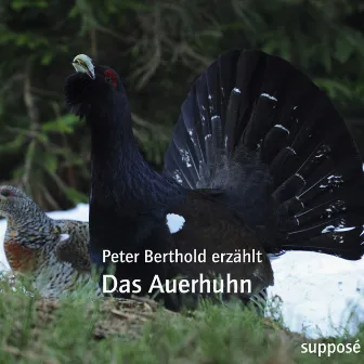 Das Auerhuhn (Peter Berthold erzählt) by Klaus Sander