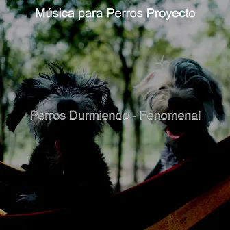 Perros Durmiendo - Fenomenal by Música para Perros Proyecto