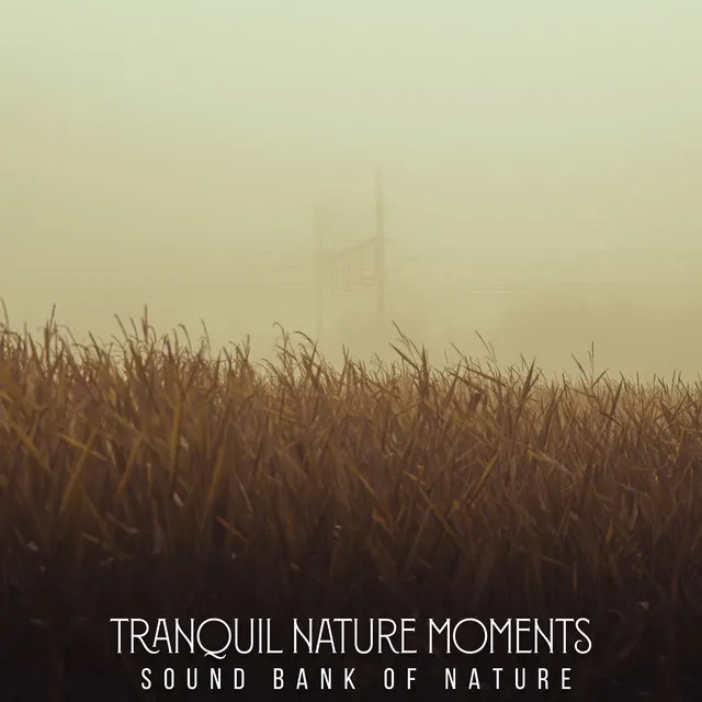 Tranquil Nature Moments