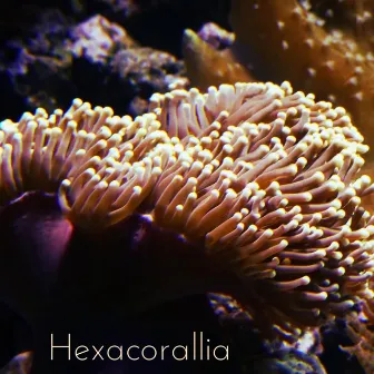 Hexacorallia by CZAR