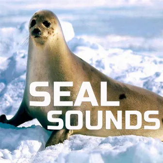 Seal Sounds by Animals Life Sounds