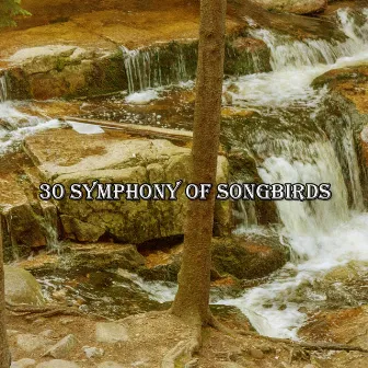 30 Symphony of Songbirds by Relaxing With Sounds of Nature and Spa Music Natural White Noise Sound Therapy