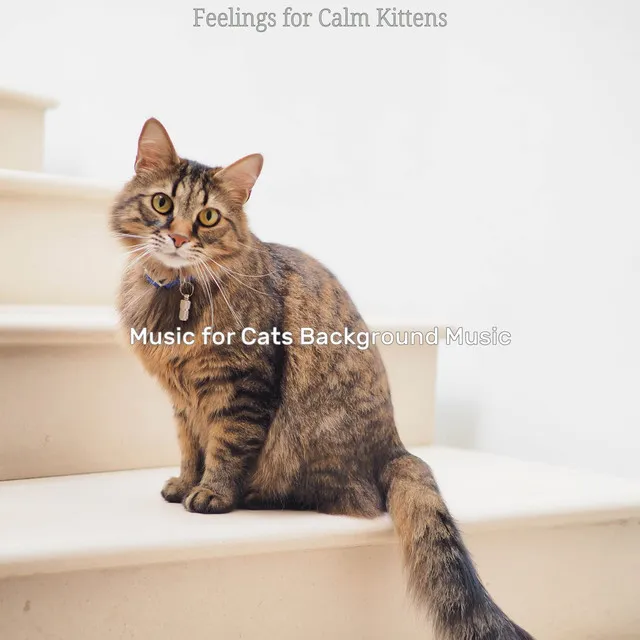 Exciting Calming Your Cat