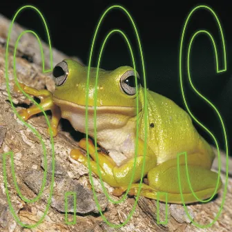 The Frogs Are Dying by River Yarra