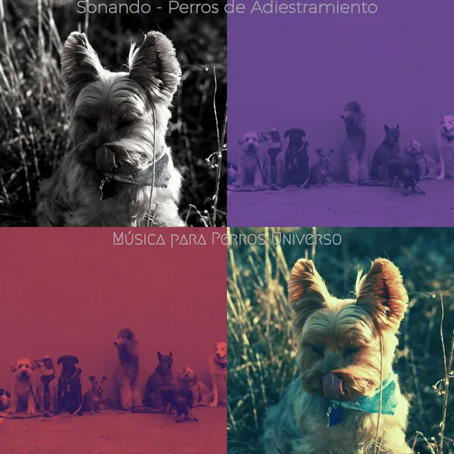 Sonando - Perros de Adiestramiento