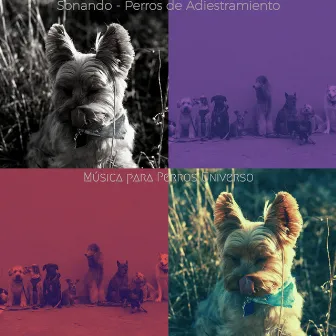 Sonando - Perros de Adiestramiento by Música para Perros Universo