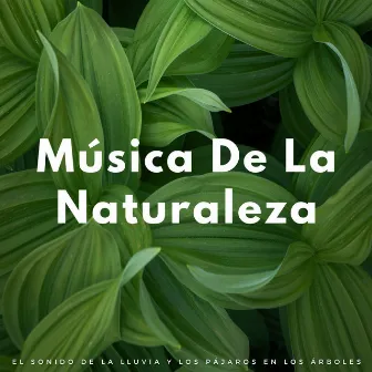 Música De La Naturaleza: El Sonido De La Lluvia Y Los Pájaros En Los Árboles by Sonidos de pájaros de la naturaleza