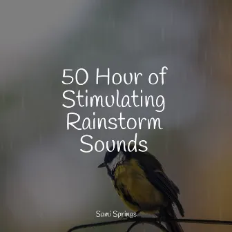 50 Hour of Stimulating Rainstorm Sounds by The Rainforest Collective