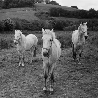 Horses by Rob Baird