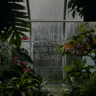 50 Soothing Sounds for Ultimate Healing & Sleep by Study Hard