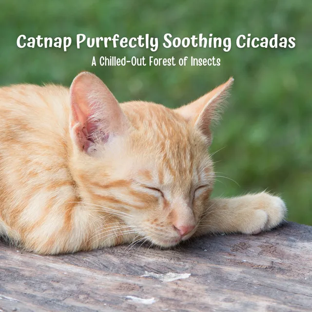 Catnap Purrfectly Soothing Cicadas: A Chilled-Out Forest of Insects