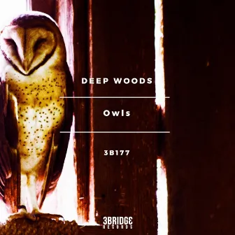 Owls by Deep Woods