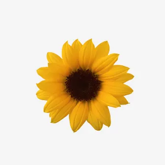 SUNFLOWER (Beat) by FreshlyRC