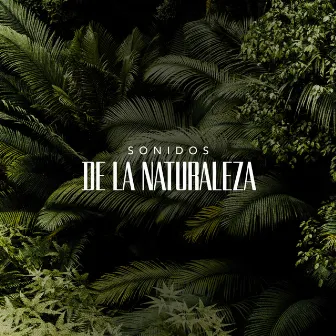 ! ! ! ! Sonidos de la Naturaleza ! ! ! ! by Night Sounds