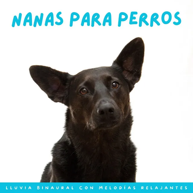 Nanas Para Perros: Lluvia Binaural Con Melodías Relajantes