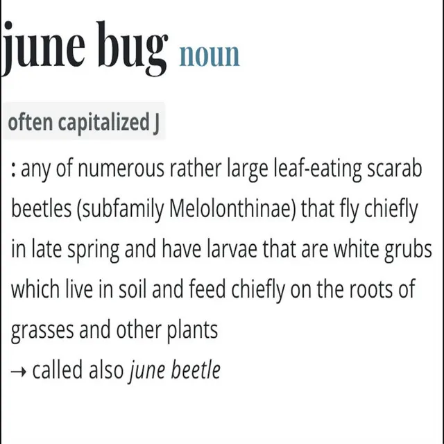 JUNEBUG