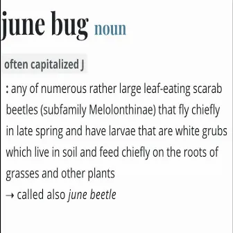 JUNEBUG by Ærës