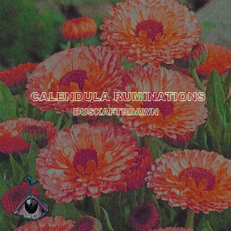 calendula ruminations by duskaftrdawn