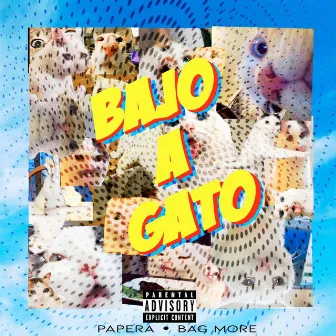 Bajo a Gato by Papera