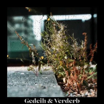 Gedeih & Verderb by Melchior