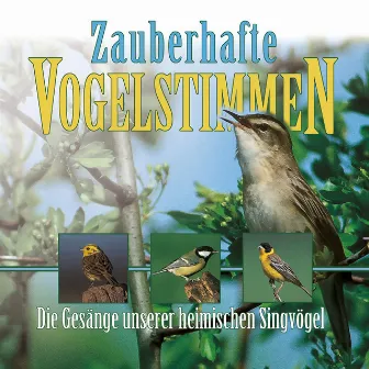 Zauberhafte Vogelstimmen - Bird Voices by Vogelstimmen