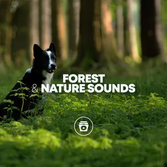 Forest & Nature Sounds by Dog Sounds