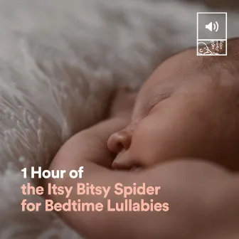 1 Hour of the Itsy Bitsy Spider for Bedtime Lullabies by Itsy Bitsy Spider