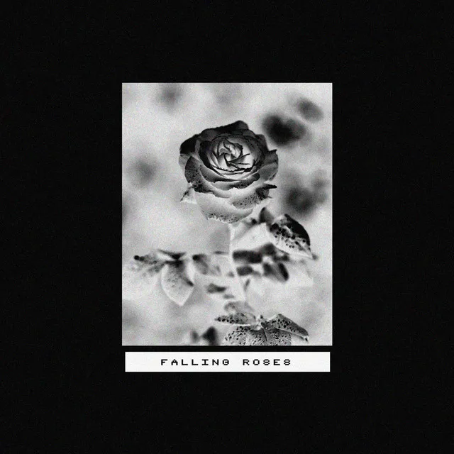 falling roses