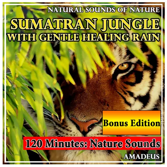 Sumatran Jungle with Gentle Healing Rain: Natural Sounds of Nature: Bonus Edition